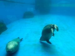 -珠海长隆海洋王国