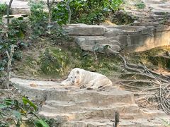 -广州长隆野生动物世界