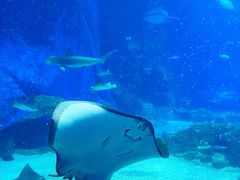 -珠海长隆海洋王国