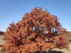 -五角枫生态旅游景区