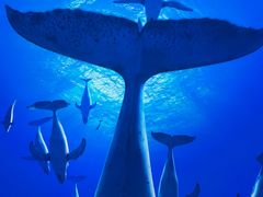 -海合安青岛极地海洋公园