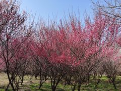 -南京市江宁方山