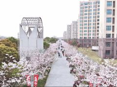 -高东镇樱花园