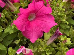 -武清南湖绿博园