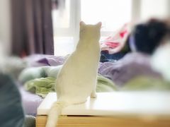 -中农大我爱我爱动物医院·核磁CT·猫病·24小时夜诊中心(石佛营店)