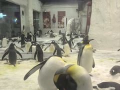 -大连圣亚海洋世界