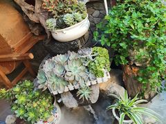 -大理董·董家小厨野生菌火锅(古城旗舰店)