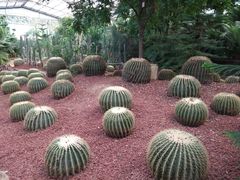 -呀路古热带植物园