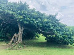 -鹅銮鼻公园