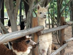 -灵玲国际马戏城