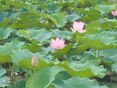 -荷塘月色湿地公园·向阳花洲
