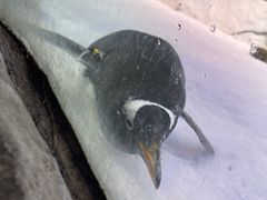 -芜湖新华联大白鲸海洋公园