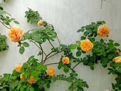 -东山风景区(洞庭东山)