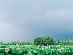 -大莲湖农家乐(青西郊野公园店)