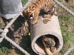 -西霞口神雕山野生动物世界