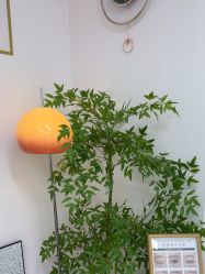 -变美丽半永久纹眉连锁·机器野生眉·洗眉