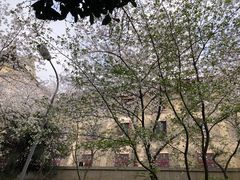 -武汉大学-樱园