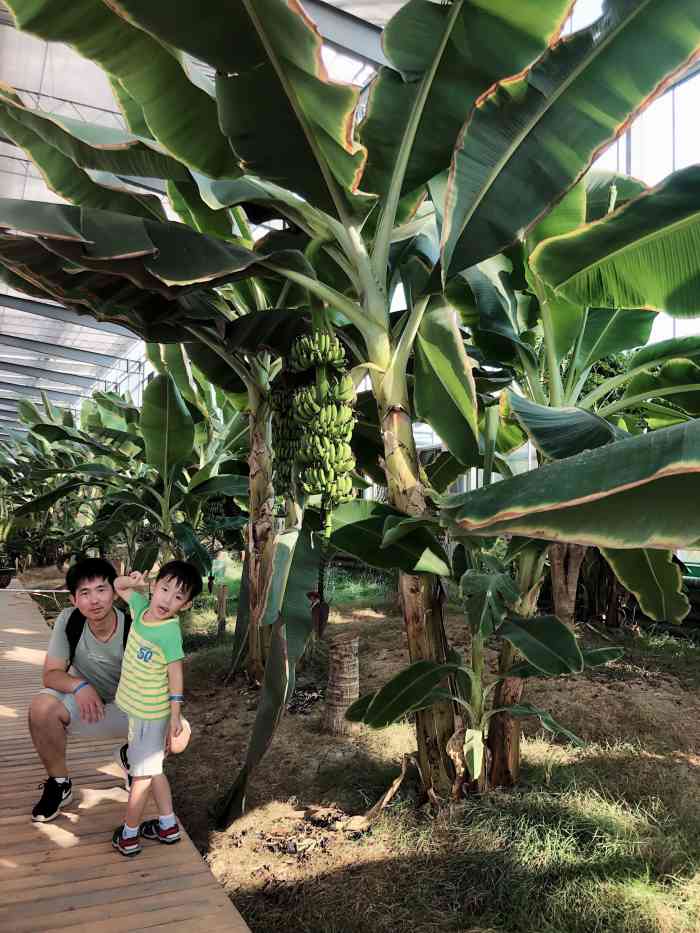 星期六美式农场荷兰园-"网上看见了团购,就来了,换票很方便,停车.