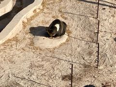 -青藏高原野生动物园