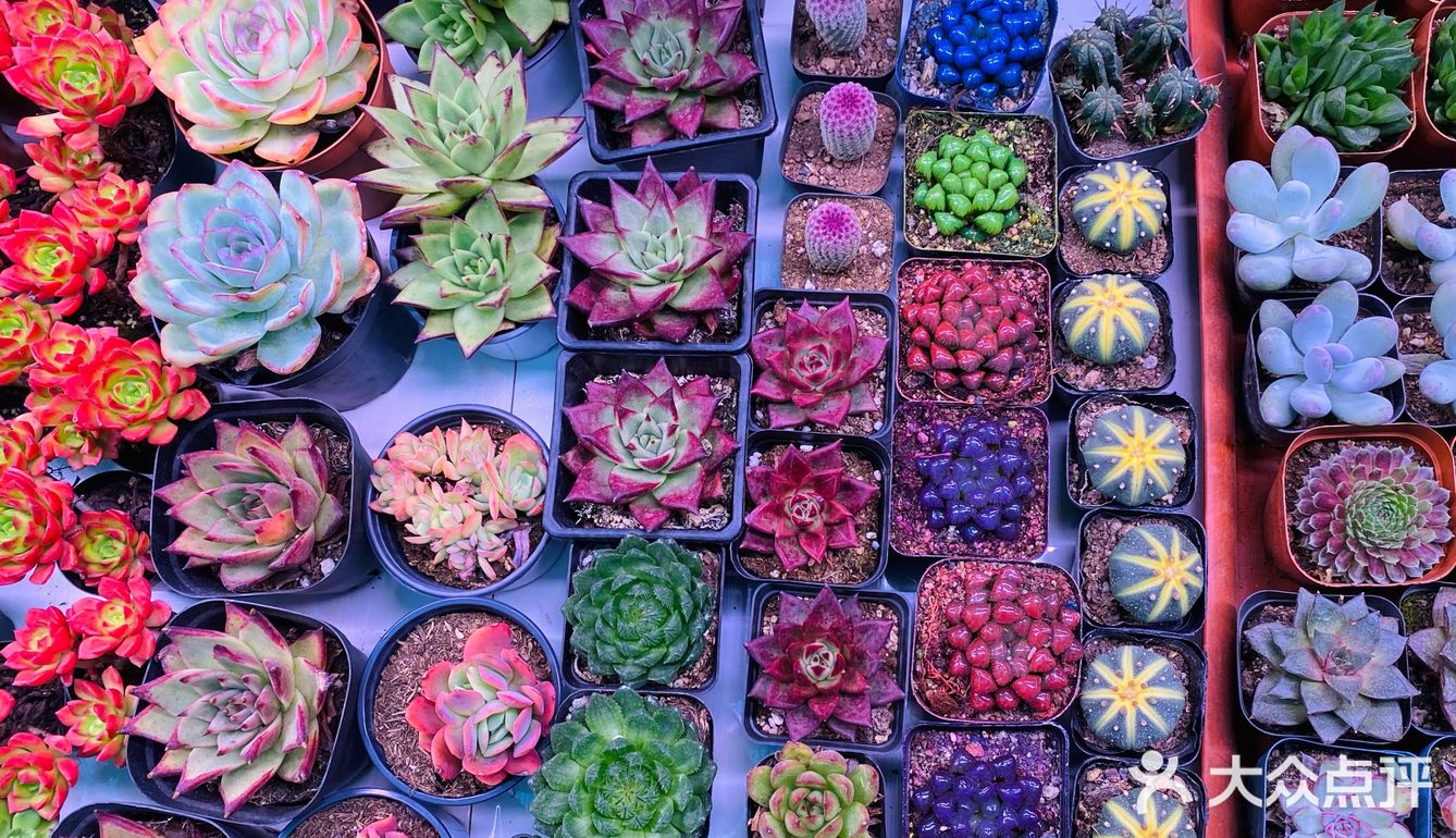 郑州超便宜鲜花💐盆栽🎍🪴
