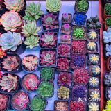 郑州超便宜鲜花💐盆栽🎍🪴
