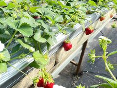 -甜心庄园·甜心草莓采摘园(西青中北店)