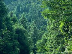 -武陵山森林公园