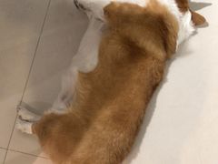 -平行世界·猫咖(首经贸店)