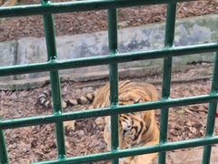 -深圳野生动物园