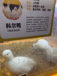 -神奇动物撸宠馆·羊驼·小浣熊·异宠(豫园店)