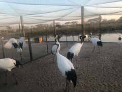 -盐城丹顶鹤湿地生态旅游区