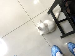 -鼓捣猫呢主题猫咖店