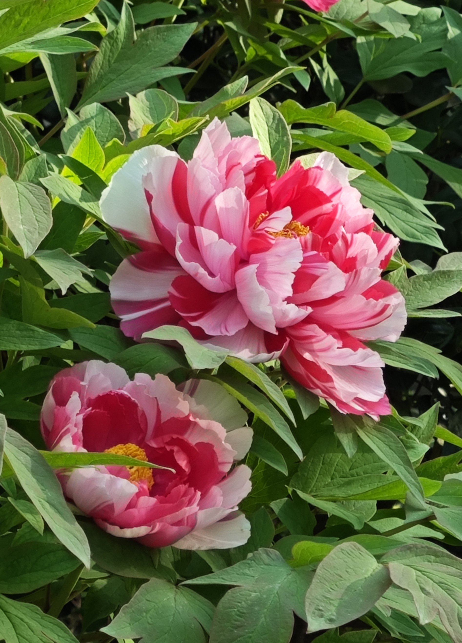 8实拍,漕溪公园牡丹已进入盛花期