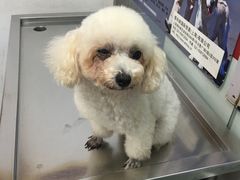 -顺强宠物诊所·狂犬免疫·夜诊·骨科(嘉定店)
