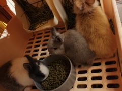 -猫猫幼稚园·撸猫·桌游·电玩
