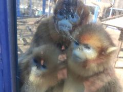 -大连森林动物园