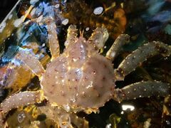 -蟹之国·精品蟹料理(极地店)