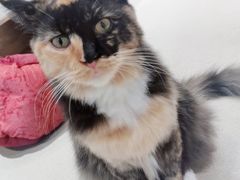 -藏猫猫咖啡主题馆(中央大道店)