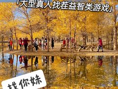 -金塔沙漠胡杨林景区