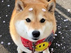 -蜜思琪蛋糕(民生路店)
