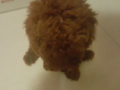 -pd派德宠物中心医院24H急重症·眼科中心·血液透析中心(嵩山北路店)