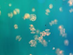 -福州罗源湾海洋世界旅游区