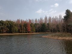 -东平国家森林公园