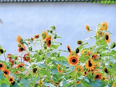 -国家植物园南园