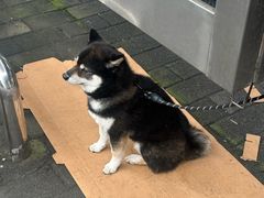 -盒马鲜生(观音桥店)