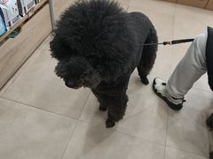 -艾贝尔宠物医院·狂犬免疫点(江山金象城店)