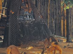 -深圳野生动物园