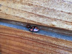 -五营红松林海景区