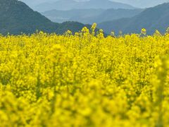 -桑洲油菜花景区