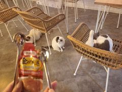 -共舞时光猫咖·狗咖(新街口店)